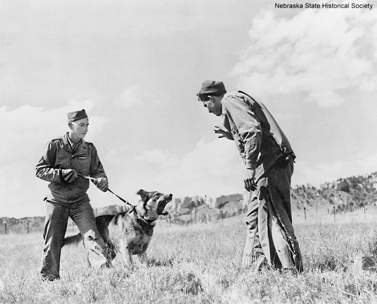 Dog and trainer chasing soldier over obstacle course, Fort Robinson, 1943. RG1517-PH000052-000001_SFN18079