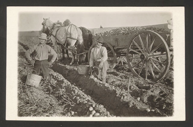 Harvesting Potatoes [RG3542.PH000134-000010]