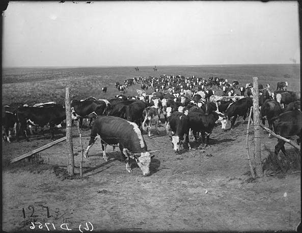 Cattle on the Mack Downey ranch [RG2608.PH1756b]