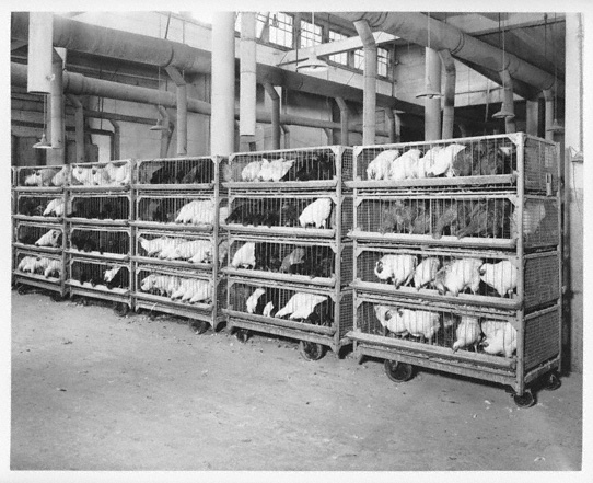 Poultry production, Omaha plant (RG4218.PH1-52)