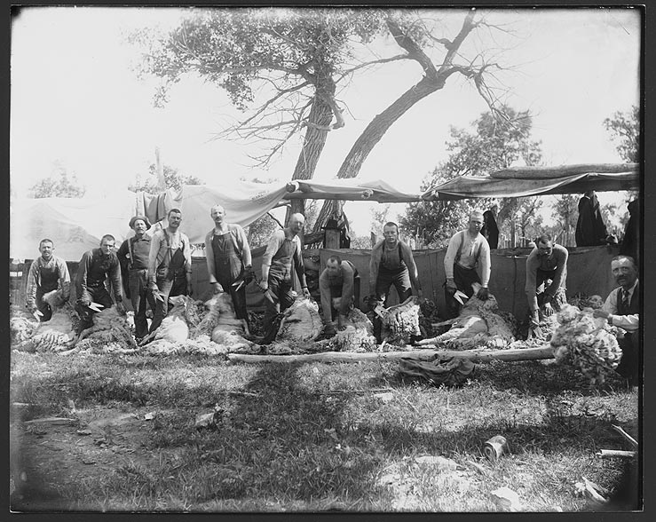 Lance Creek, WY. Hand Shearing with William Souther (RG2575.PH0-000057)