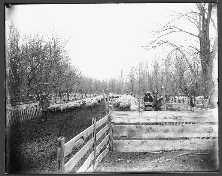 White River, Crawford, NE, Souther feeding lots, 1901 (RG2575.PH0-000055)