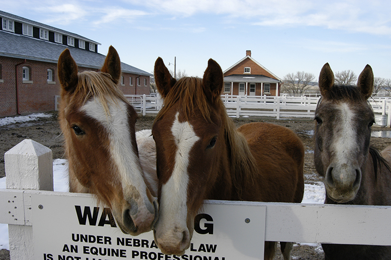 horses at Fort Robinson, present day