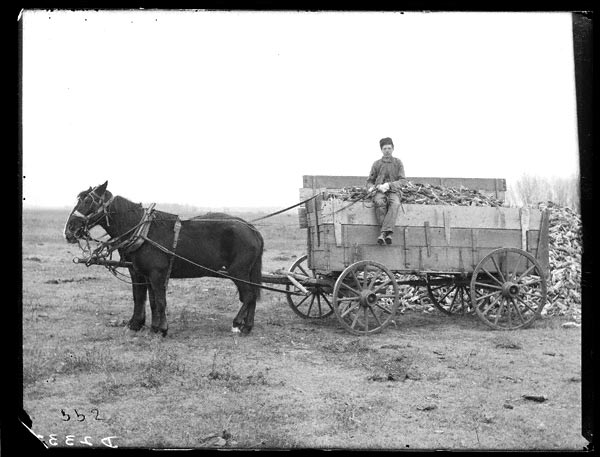 Photographer Solomon D. Butcher depicted the corn harvest near Lexington in Dawson County in 1905. NSHS RG2608-2332