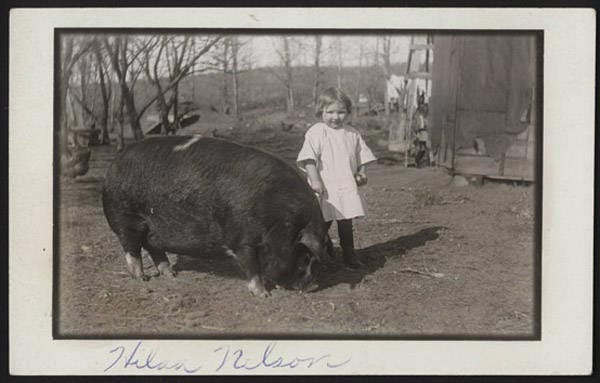 John Nelson's photograph, dating from 1913 to 1915, depicted young Hilda Nelson with a pig named Polly. During World War I city dwellers were asked to raise pigs to increase the nation's food supply. NSHS RG 3542.PH:020-01
