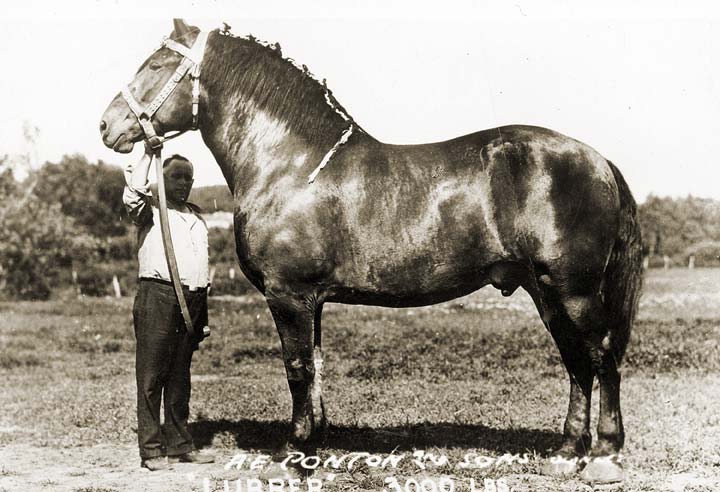 Lubber, the World's Largest Horse (RG2408.PH-2