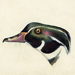 painting of duck's head
