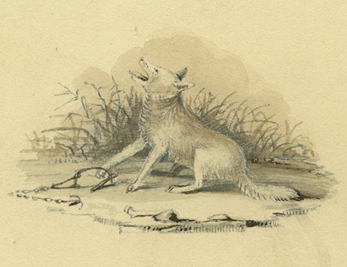 sketch of coyote with paw caught in steel trap