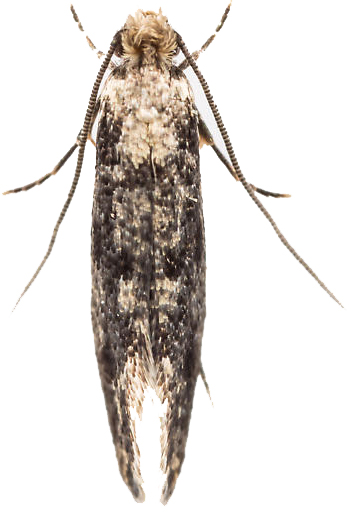 image of clothes moth