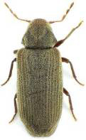 image of furniture beetle