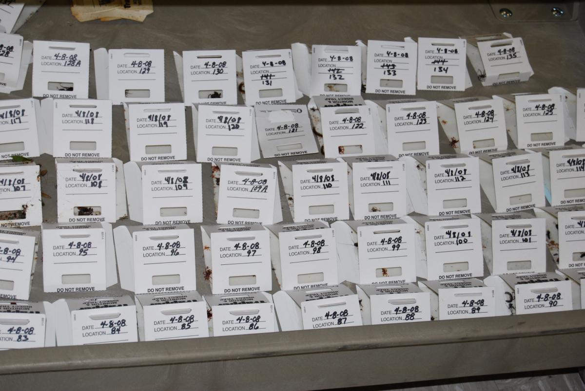 Rows of folded paper sticky traps with date and location marked.