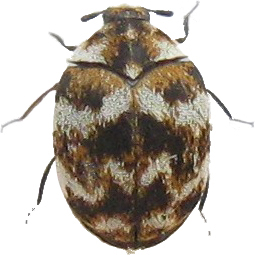 image of carpet beetle