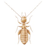 image of book louse