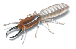 image of termite