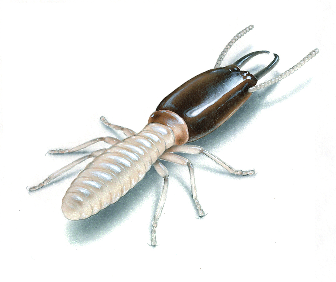 image of termite