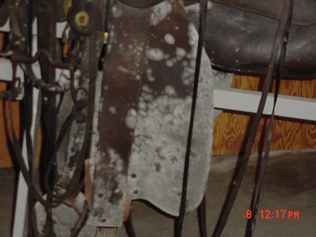 extensive white mold growth on a leather saddle