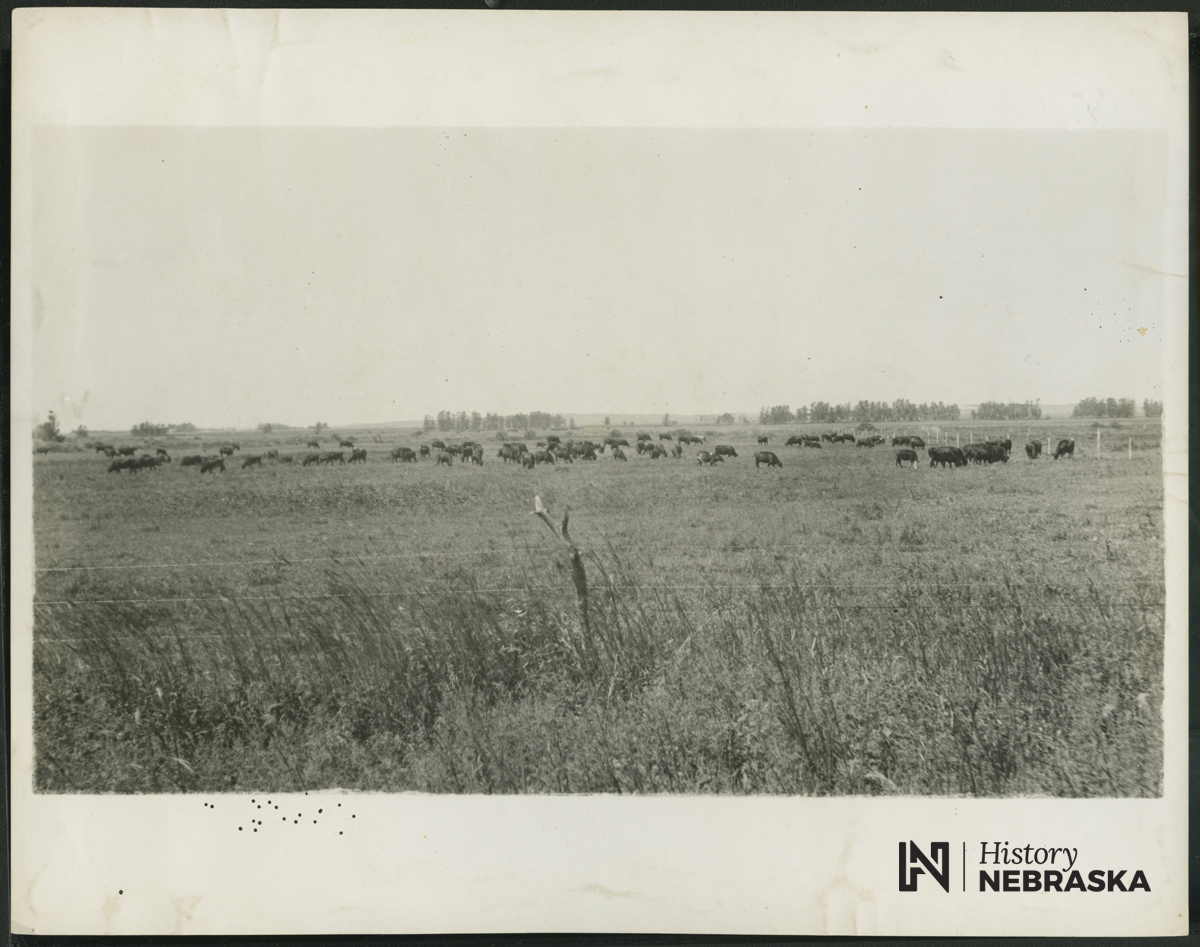 Cattle in Elkhorn Valley