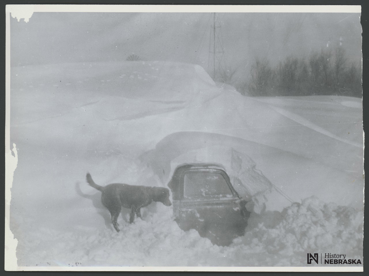Pictures a dog by a buried truck with the door having been freed from the snow.