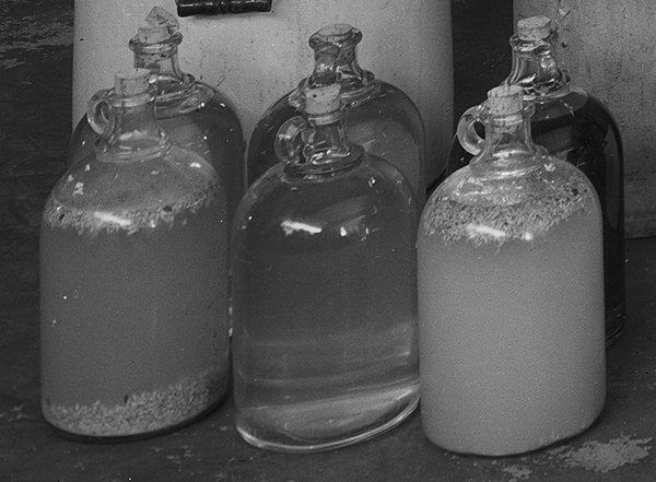 closeup of jugs of moonshine, some with maggots at bottom or floating on top