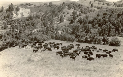 “A burning shame” – defending bison in 1874