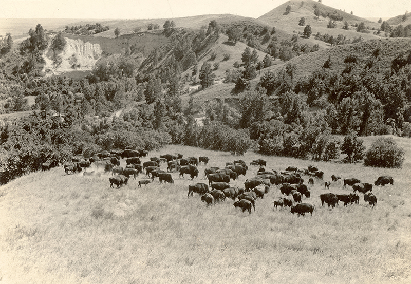 “A burning shame” – defending bison in 1874