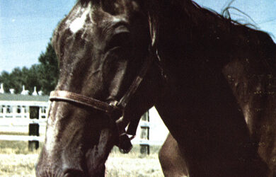 Chief, The Last U.S. Cavalry Horse