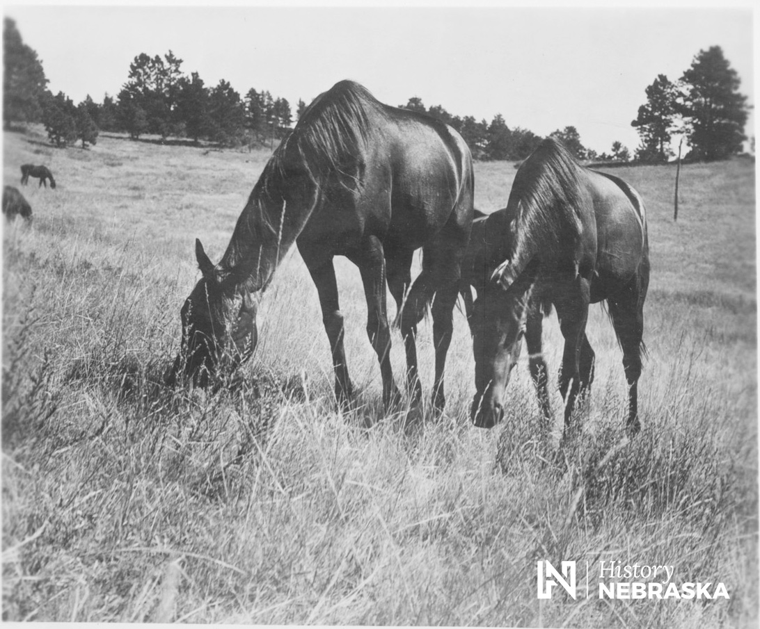 Gone to Horse Heaven - Nebraska State Historical Society