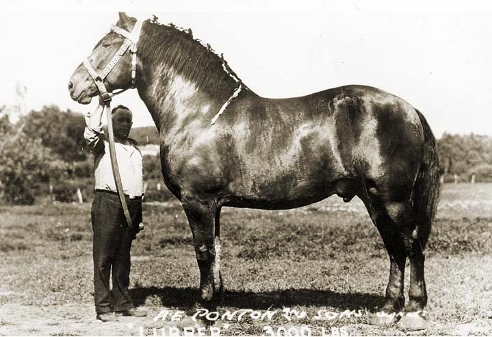 Lubber, the World's Largest Horse - History Nebraska