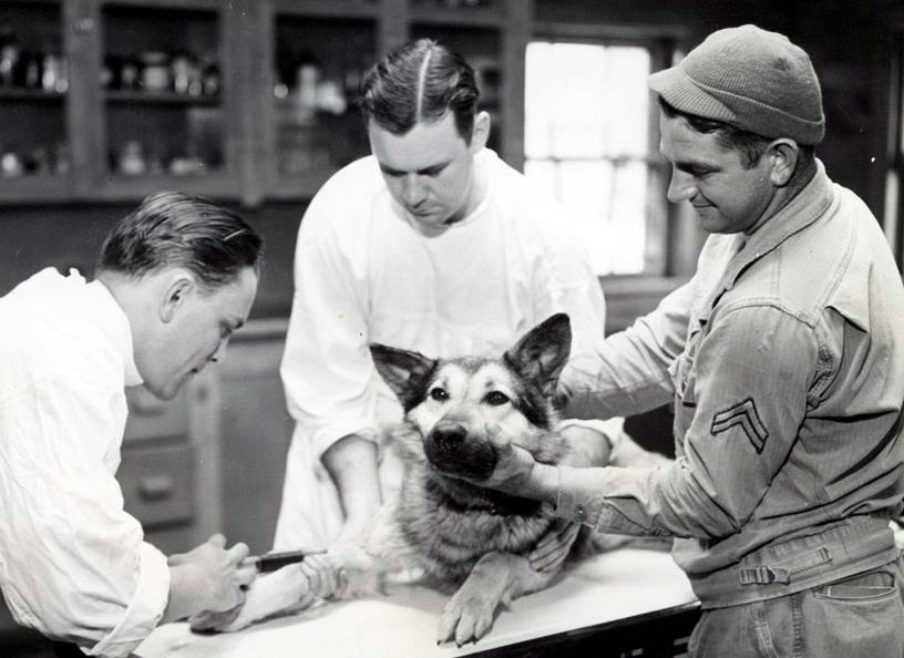 War dog receiving vaccinations during World War II.