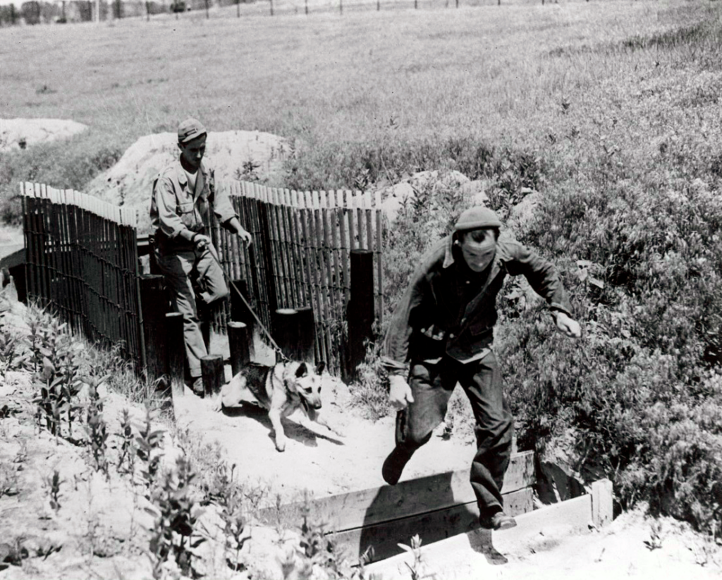 War Dogs training on the obstacle course during World War II.