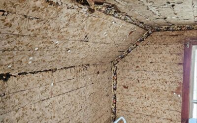 Wallpaper Conservation at the Willa Cather Childhood Home