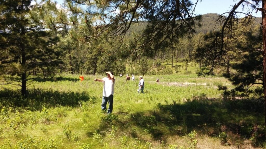 Several people stand and walk in a sunlit grassy field surrounded by pine trees, with one person in the foreground holding an orange object.