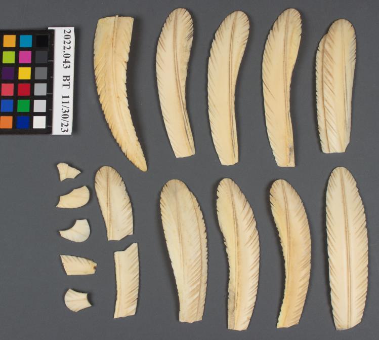 Thirteen carved ivory feather-shaped objects are arranged on a gray background beside a color calibration chart and an identification label.
