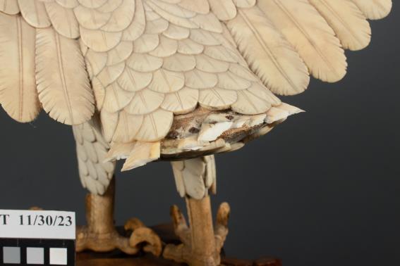 Close-up of a bird taxidermy specimen showing feathers and feet, with a visible damaged area underneath. A label marked "11/30/23" is partially in view.
