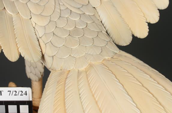 Close-up of a cream-colored bird’s feathered body and tail, showing detailed layering and texture of the feathers. A labeled scale marker appears in the lower left corner.