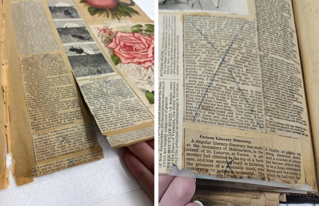 Two photos show a scrapbook with yellowed newspaper clippings and botanical illustrations, including roses, arranged on aging pages.
