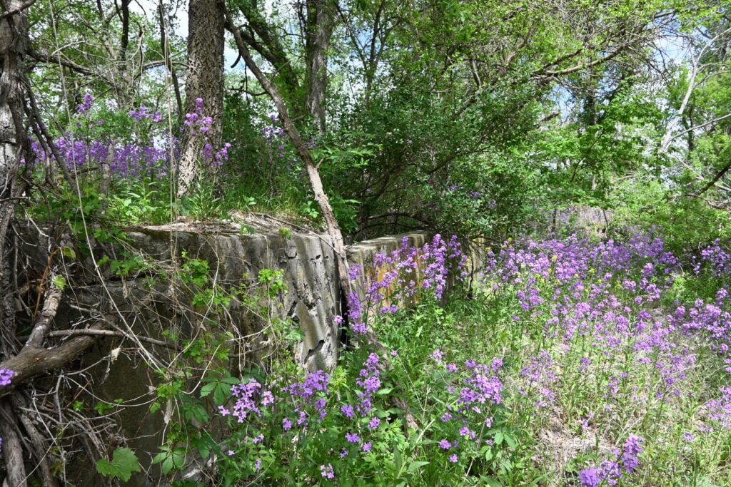 Concrete ruins are overgrown with green foliage and purple wildflowers in a wooded area under daylight.
