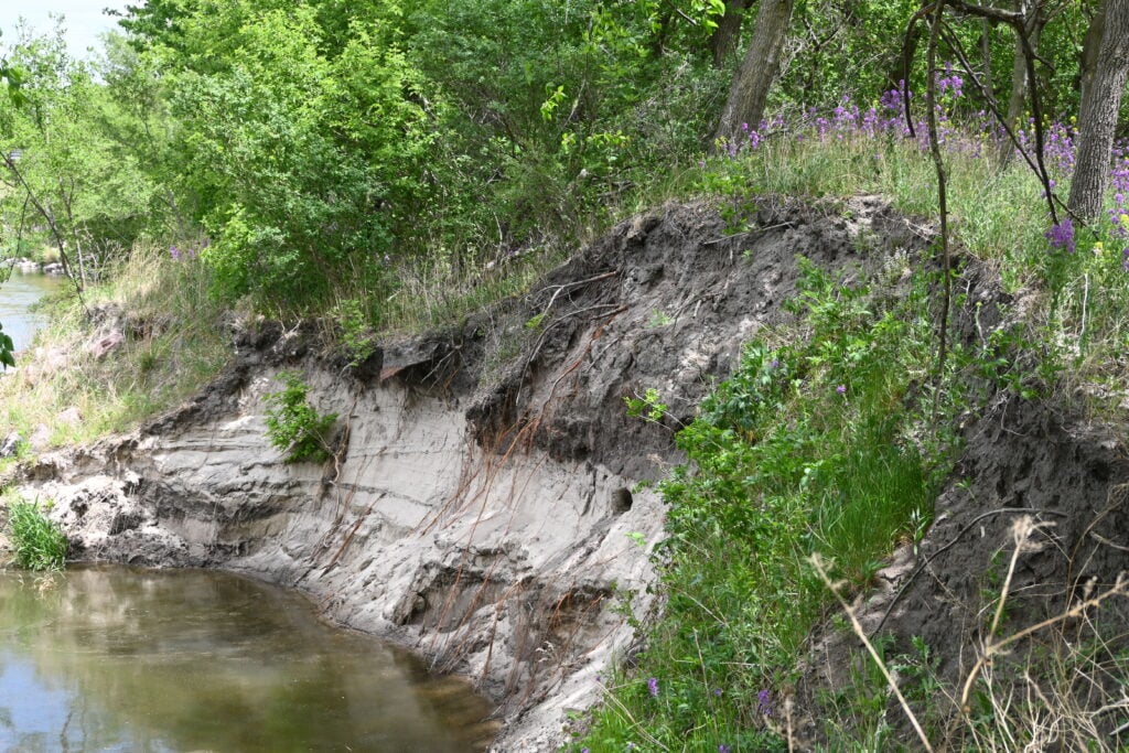 A riverbank with exposed soil and roots, partially eroded into the water. Green shrubs and purple wildflowers grow along the top and sides.